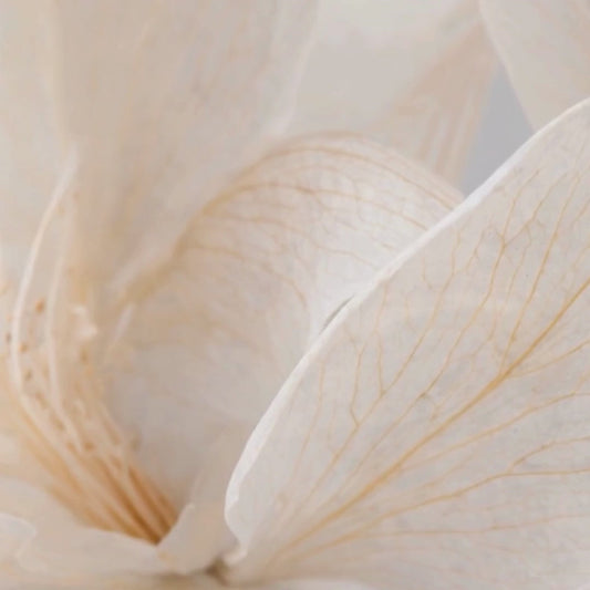 Purify and Peel - Fruchtsäurecreme | MedandSkin